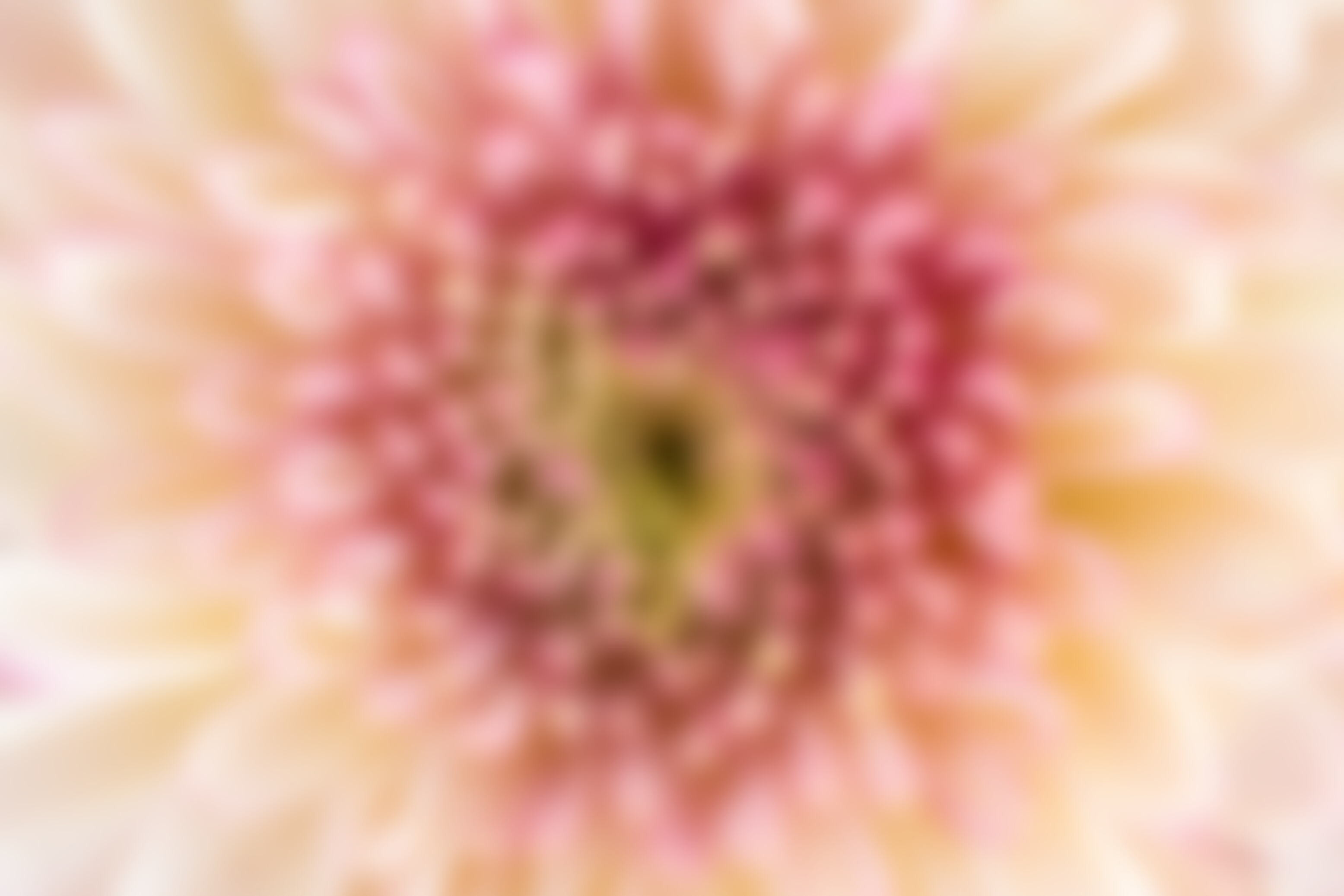 Beautiful pink chrysanthemum flower close-up